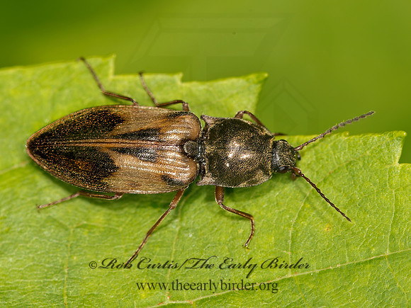 Pseudanostirus hieroglyphicus  PROSTERNINI CLICK BEETLE 9031818z