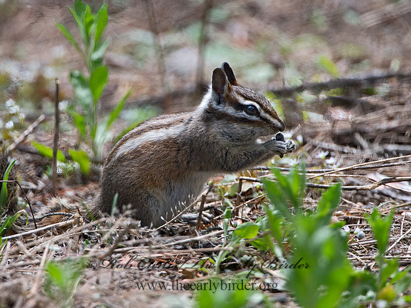 Neotamias merriami  MERRIAM'S CHIPMUNK  9058639z