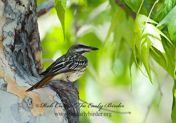 Myiodynastes luteiventris  SULPHUR-BELLIED FLYCATCHER 7007954z