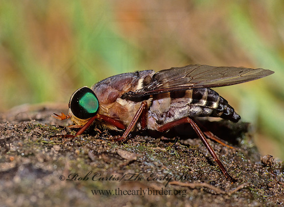 Tabanus americanus  HORSE FLY 20819z