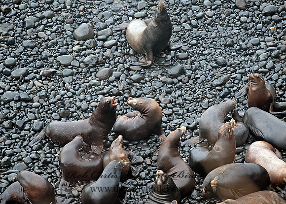 Zalophus californianus  CALIFORNIA SEA LION 8019723z