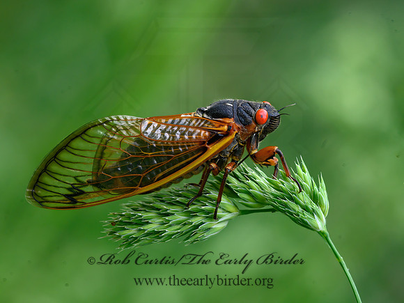 Magicicada septendecim  17-YEAR CICADA 3020971z
