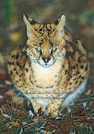 Leptailurus serval  SERVAL160303z