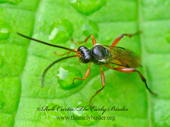 Caliadurgus fasciatellus  SPIDER WASP 1303468z