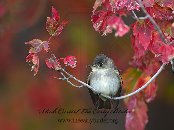 Contopus virens  EASTERN WOOD PEWEE 9005966z