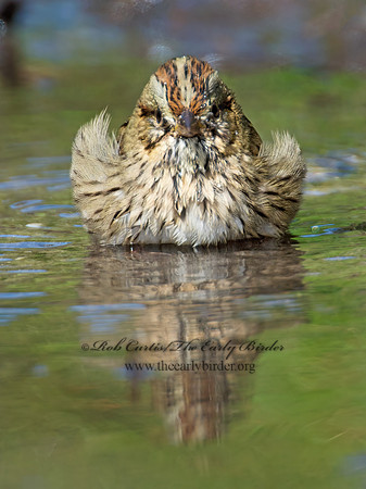 Melospiza lincolnii  LINCOLN'S SPARROW 9005621z