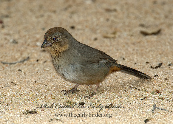Melozone fusca  CANYON TOWHEE 5005161z