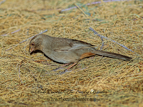 Melozone crissalis  CALIFORNIA TOWHEE 108223z
