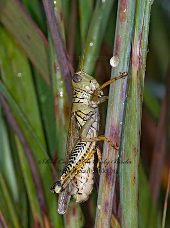 Melanoplus differentialis  DIFFERENTIAL GRASSHOPPER 6013151z