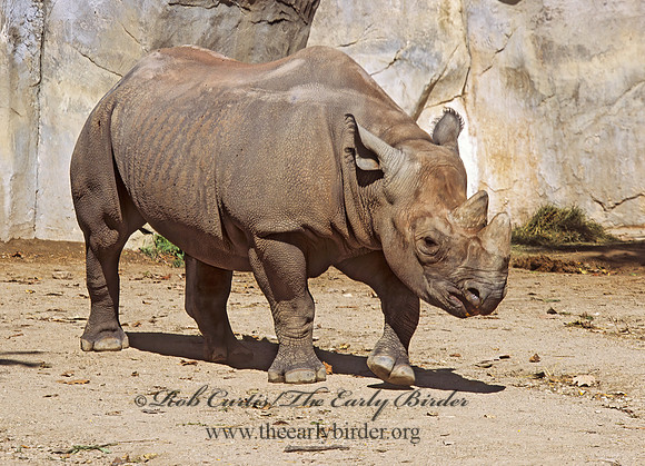 Diceros bicornis  BLACK RHINOCEROUS 293811z