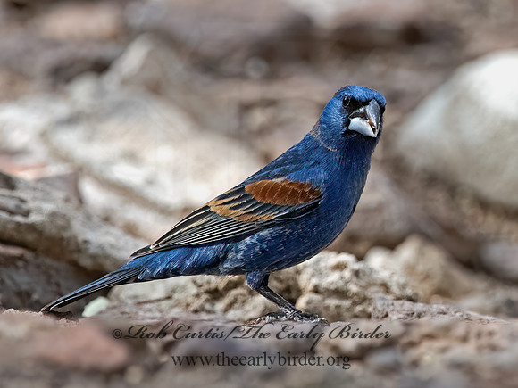 Guiraca caerulea  BLUE GROSBEAK 3037363z