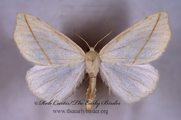 Tetracis cachexiata WHITE-SLANT LINE 294433z
