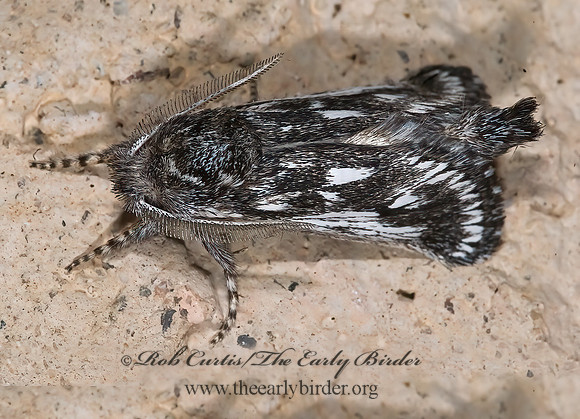 Hypopta palmata COSSID MOTH  6024740z