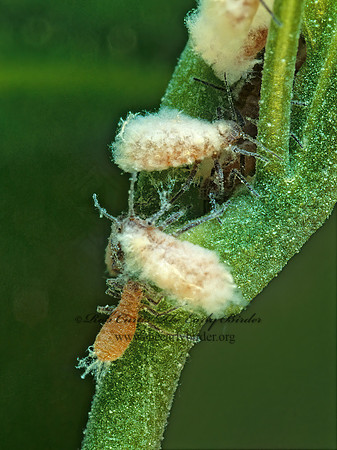 Eriosomatinae  WOOLY APHID 172625z