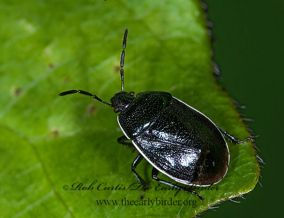 Sehirus cinctus 6010283z