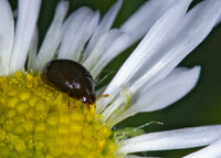 Olibrus  SHINING MOLD BEETLE 6014541z