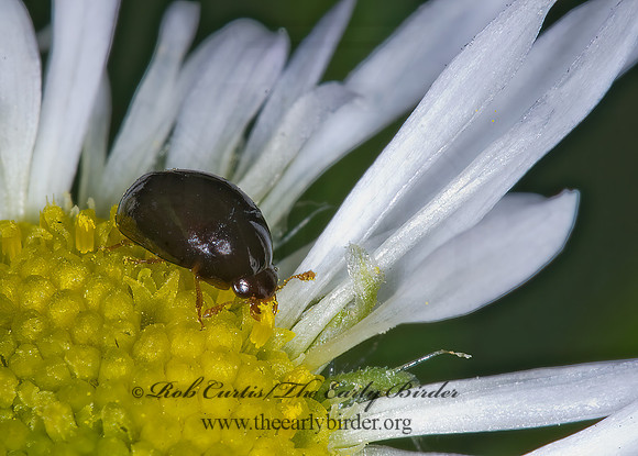 Olibrus  SHINING MOLD BEETLE 6014541z