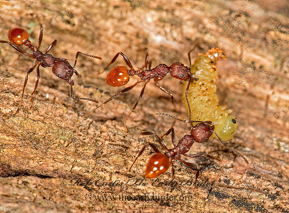 Aphaenogaster tennesseensis 9023853z