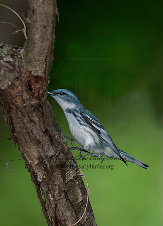 Setophaga cerulea  CERULEAN WARBLER 9023094z
