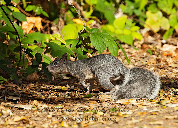 Sciurus griseus  WESTERN GRAY SQUIRREL 8020636z