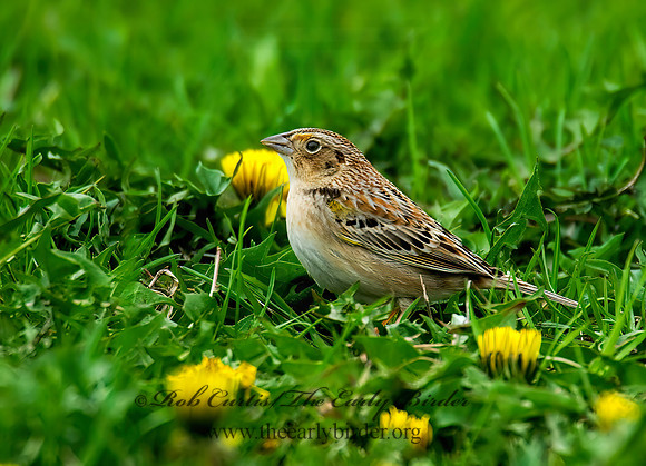 Ammodramus savannarum  GRASSHOPPER SPARROW 7014388z