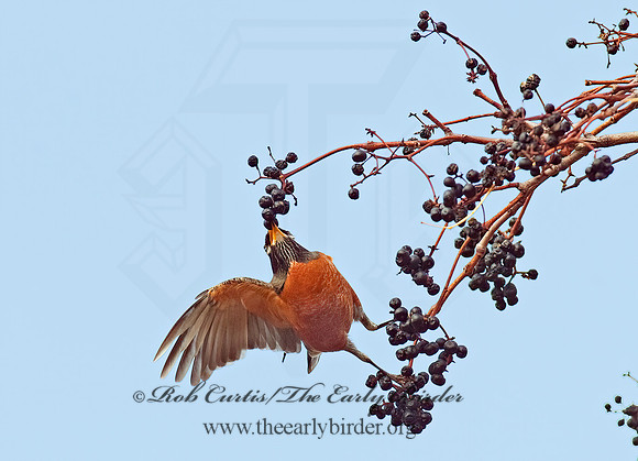 Turdus migratorius  AMERICAN ROBIN 8024534z