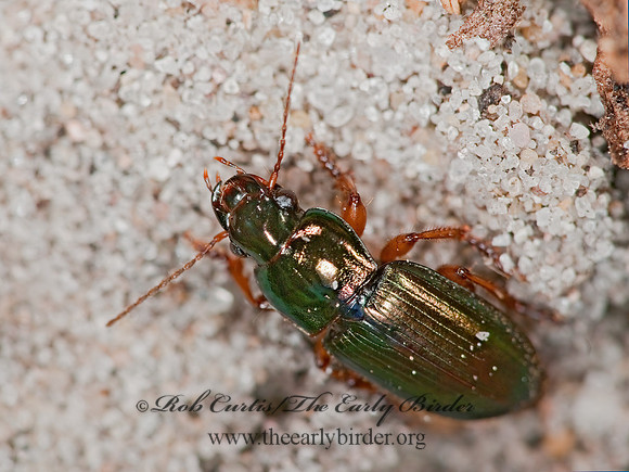 Harpalus affinis 3002757z