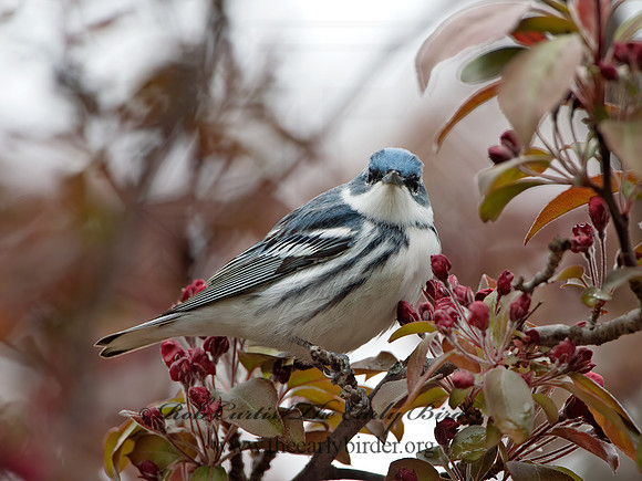 Setophaga cerulea  CERULEAN WARBLER 9037242z