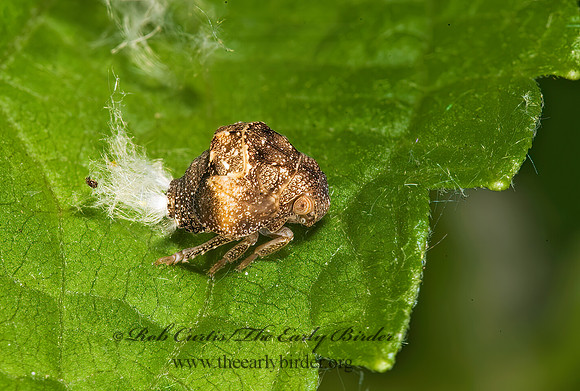 Acanalonia conica 8007045z