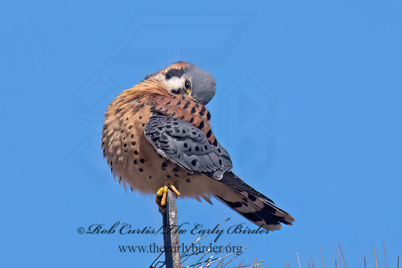 Falco sparverius AMERICAN KESTREL 9085394z