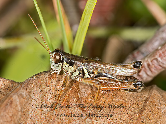 Melanoplus femurrubrum  RED-LEGGED GRASSHOPPER 9035999z