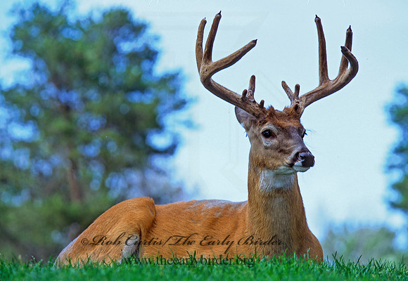Odocoileus virginianus  WHITE-TAILED DEER 301610z