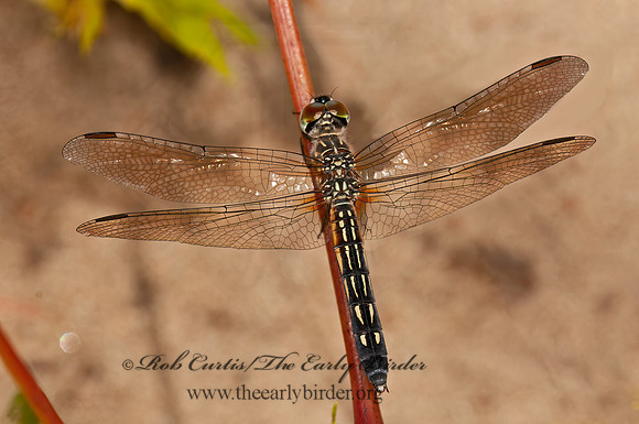 Pachydiplax longipennis BLUE DASHER 3016111z