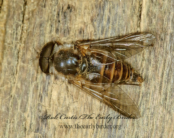 Tabanus americanus  HORSE FLY 1284920z