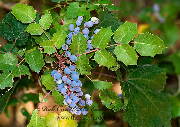 Berberis wilcoxii  WILCOX'S BARBERRY 6026813z