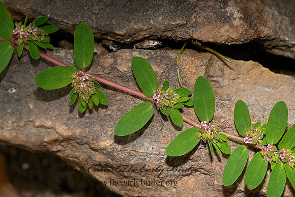 Euphorbia humistrata  SPREADING BROOMSPURGE 3025918-z