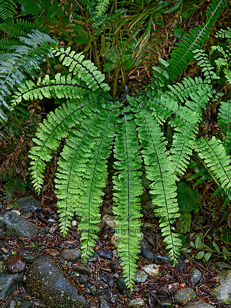 Adiantum aleuticum  WESTERN MAIDENHAIR FERN 9059232z