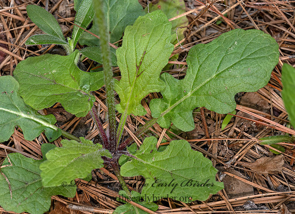 Salvia lyrata  LYRELEAF SAGE 3028309z