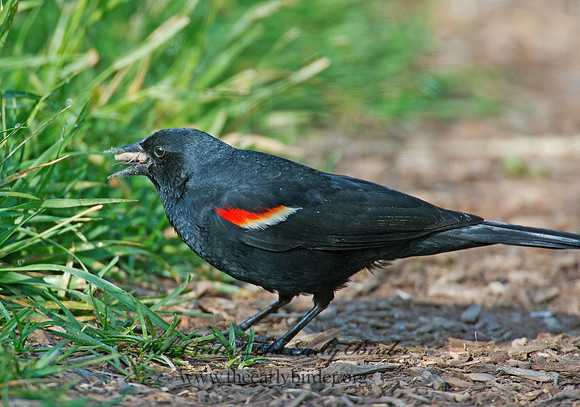 Agelaius phoeniceus  RED-WINGED BLACKBIRD 9002029z