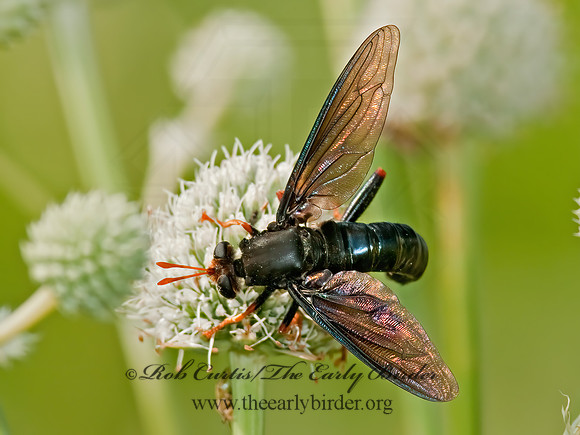 Mydas tibialis  MYDAS FLY 3003176z