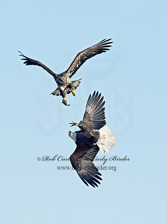 Haliaeetus leucocephalus  BALD EAGLE 9018335z