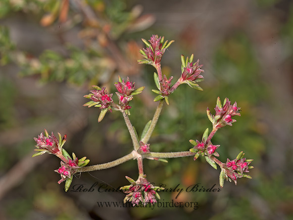 Eriogonum fasciculatum  CALIFORNIA BUCKWHEAT 8036141z
