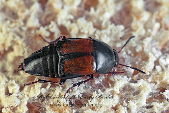 Tachinus fimbriatus 170202z