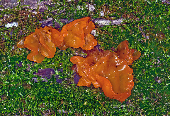 Tremella  JELLY FUNGUS 6009487z