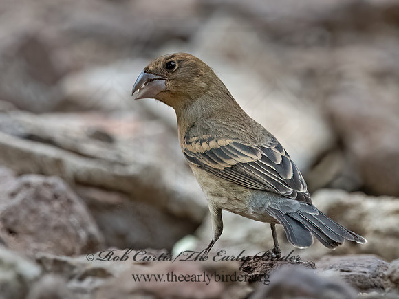 Guiraca caerulea  BLUE GROSBEAK 3037368z