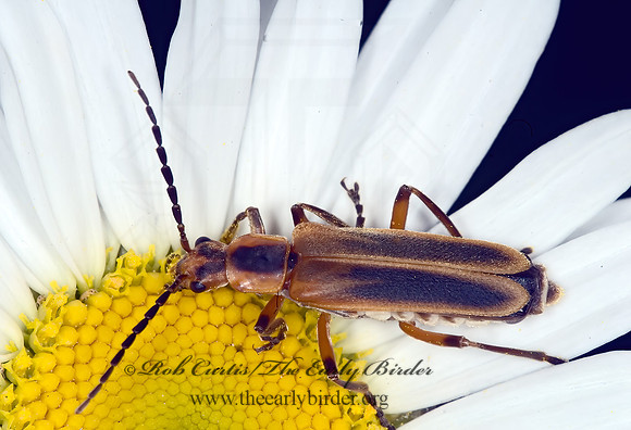 Chauliognathus marginatus 6007378z