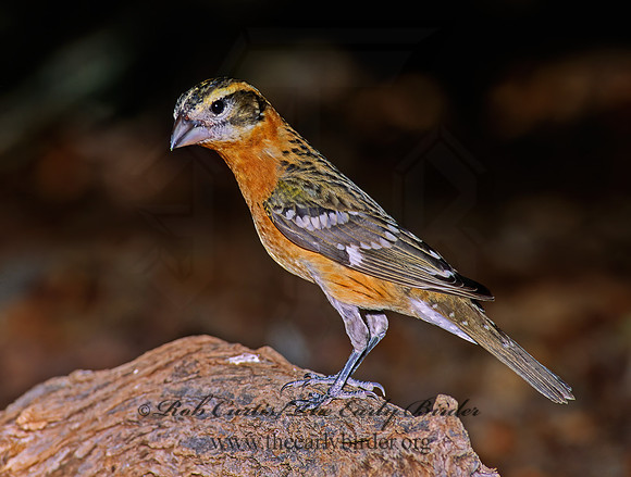 Pheucticus melanocephalus  BLACK HEADED GROSBEAK 93215z