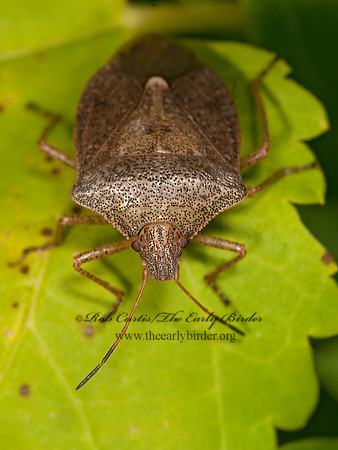 Euschistus servus  BROWN STINKBUG 3015240z