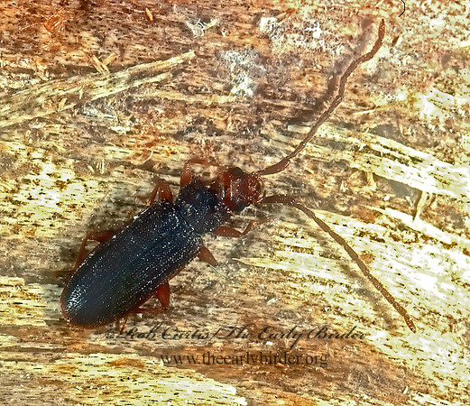 Ulieota dubius 1273812z