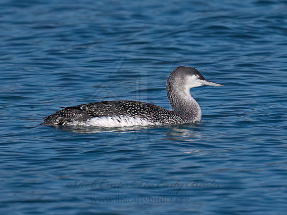 Gavia stellata RED-THROATED LOON 9086671z